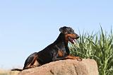 DOBERMANN 591